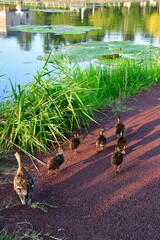 	瓢湖の朝　カルガモ（新潟県）