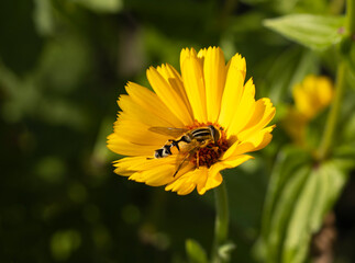 Schwebefliege