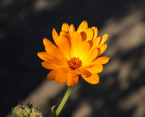 Ringelblume (calendula officinalis)