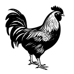 Fototapeta na wymiar Cheerful Chicken Vector Illustration