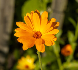 Ringelblume (calendula officinalis)