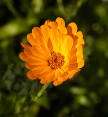 Ringelblume (calendula officinalis)