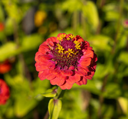 Zinniablume 