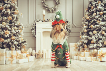 Rough Collie verkleidet als Weihnachtself sitzend in Weihnachtsszene