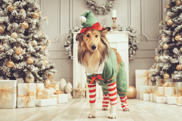 Rough Collie verkleidet als Weihnachtself stehend in Weihnachtsszene