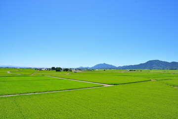 	弥彦山　角田山と田園風景（新潟県）