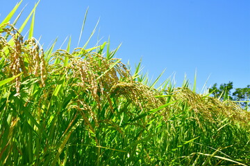 稲穂（新潟県）