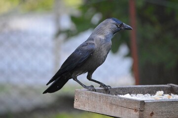 great black jackdaw at the feeder