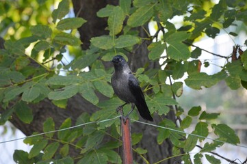 great black jackdaw on the fence