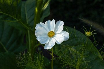 Cosmo Blume
