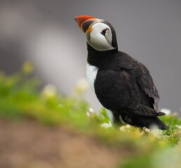 close-up of an adult puffin at the edge of a cliff.