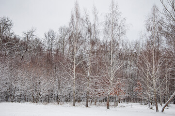 Winter season in the snowy park. Seasonal trees with snow. Natural landscape in winter wonderland. Nature in forest. White snowy park outdoor. Winter forest. Nature in winter season