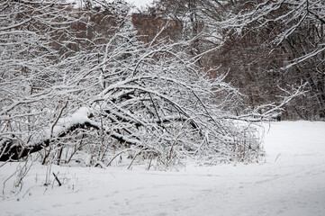 Winter forest. Nature in winter season. Winter landscape of snowy park. Seasonal trees with snow. Natural landscape in winter wonderland. Nature landscape in forest. White snow outdoor. Happy Xmas