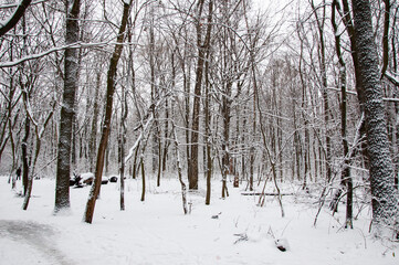 Winter forest. Nature in winter season. Winter landscape of snowy park. Seasonal trees with snow. Natural landscape in winter wonderland. Nature landscape in forest. White snow outdoor. Happy Xmas
