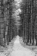 Path in a pine forest