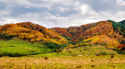 cows grazing in the countryside in the autumn atmosphere, Sadu village, Sibiu county, Romania - obrazy, fototapety, plakaty