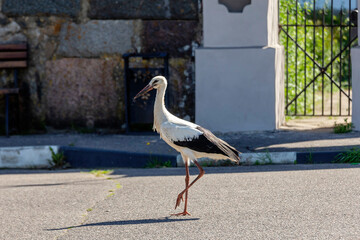 white stork in the park