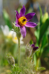 Flowers Pulsatilla vulgaris 'Bells Violet'