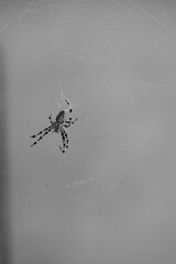 spider on the web in Ukraine 