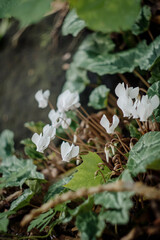 white flowers and garden plants in eastern Hungary and Ukraine 