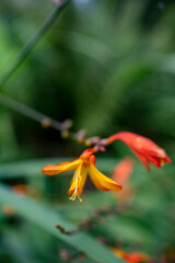 orange flower in the garden