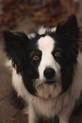 border collie dog portrait, black and white dog with brown eyes, close up