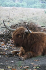 Head of a recumbent Scottish highlander looking ahead with its mouth open. Funny scene.