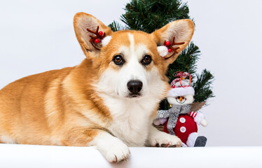 Welsh Corgi Pembroke dog on a New Year's background