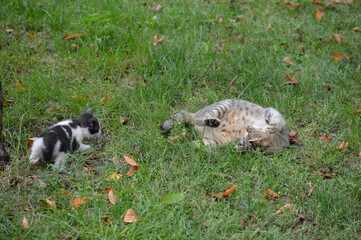 mom cat is playing with kittens