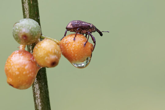 A boll weevil is foraging on the tendrils of a wild plant. This insect, which is known as a pest of cotton plants, has the scientific name Anthonomus grandis.
