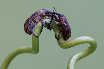 A pair of boll weevils are foraging on the tendrils of a wild plant. This insect, which is known as...