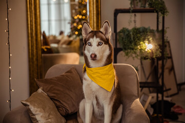 Husky dog in New Year and Christmas time in yellow bandana