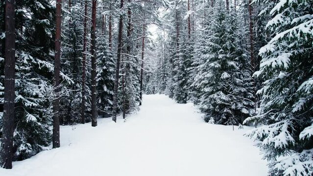 Drone video of winter forest with a lot of snow. Cross-country ski trails