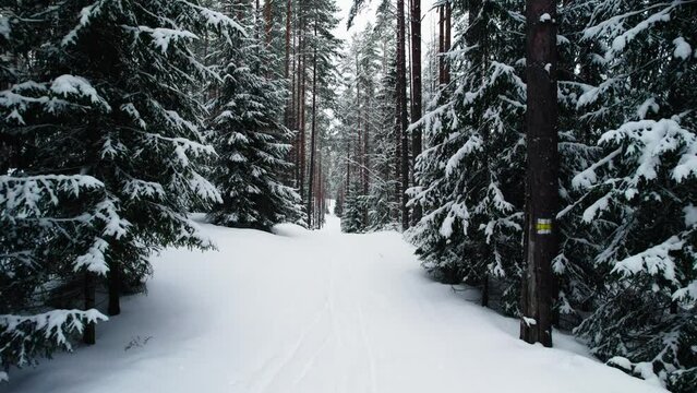 Drone video of winter forest with a lot of snow. Cross-country ski trails