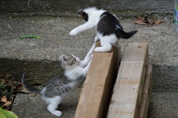 two little kittens are playing