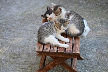 little kittens on a wooden chair