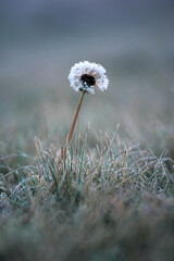 Lonely dandelion in the grass in winter covered with frost