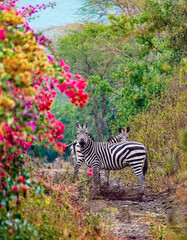 Zebras mit Blumen