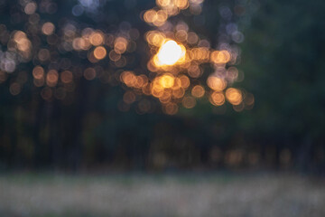 Beautiful abstract bokeh forest landscape. Photographed with an old lens.