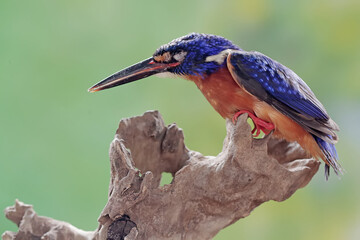 A blue-eared kingfisher is stalking prey on a dry tree trunk. This powerful, sharp-beaked predatory...