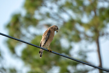 The red-shouldered hawk bird perching on electric cable looking for prey to hunt