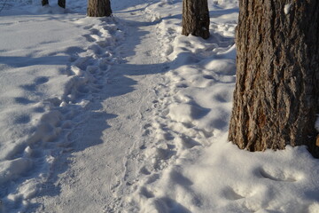 snow covered trees