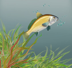 illustration d'un poisson     corbeau de mer     qui nage dans l'eau limpide avec des algues © behzadillustrations