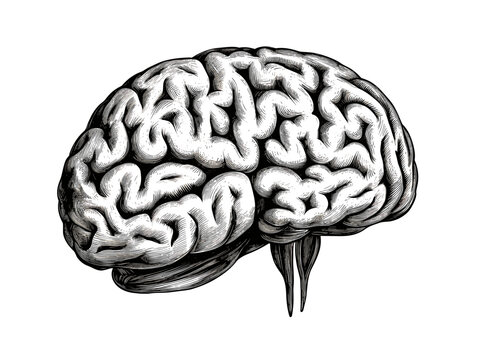 A Black And White Drawing Of A Brain - An engraved illustration of the human brain.