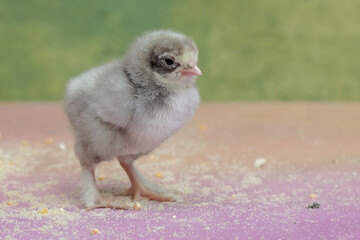 A brahma chick just hatched from an egg. This chicken with a large posture and body weight has the...