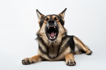 Lifestyle portrait photography of a funny german shepherd yawning against a white background. With generative AI technology