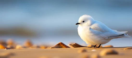 Foto op Plexiglas At the beach, amidst the serene nature and under the bright sun, a white bird with intricate feathers perched on the sand, its texture resembling the natural soil, creating a captivating closeup. © AkuAku