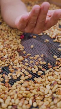 Caf&eacute; sec&aacute;ndose mientras las manos del campesino revisan su calidad. Video vertical