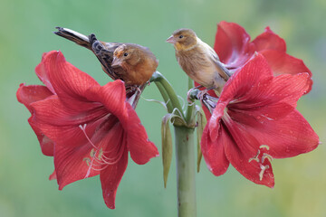 Two canary birds are resting on amaryllis flowers in full bloom. This sweet-voiced bird has the...