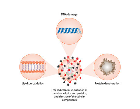 Oxidative stress. Free radicals cause oxidation of the cellular membrane proteins and lipids, and damage of the cellular components. vector illustration